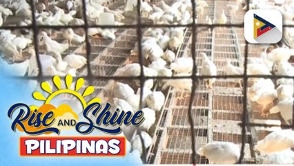Matinding init dulot ng #ElNiñoPH, posibleng makaapekto sa paglaki ng mga manok ayon sa isang broiler group