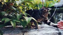 Playing with my cat