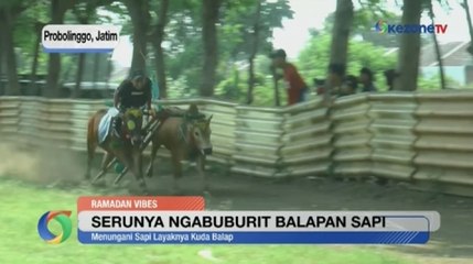 Ngabuburit Unik, Warga Probolinggo Main Karapan Sapi