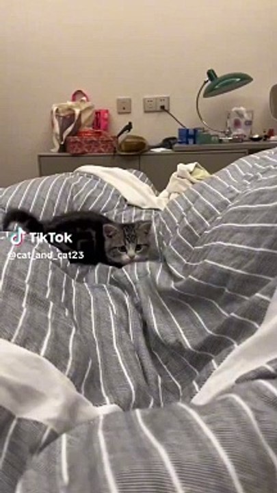 Cute cat
