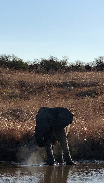 éléphant