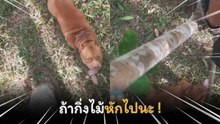 ชาวเน็ตผวา ! รีบถามหาเจ้าของ หลังเห็นคลิปคนปีนขึ้นต้นไม้หนีพิตบูล ก่อนความจริงสุดพีค