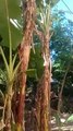 Banana Plants