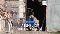 Regno Unito: la prima passeggiata della baby giraffa allo zoo di Chester