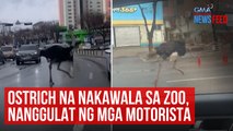 Ostrich na nakawala sa zoo, nanggulat ng mga motorista | GMA Integrated Newsfeed