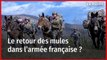 Le retour des mules dans l’armée française ?