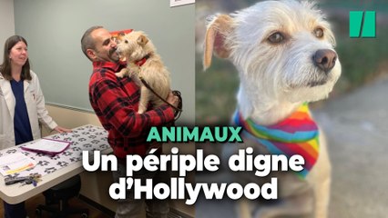 Perdue depuis juillet, cette chienne a voyagé de la Californie au Michigan avant de retrouver sa famille