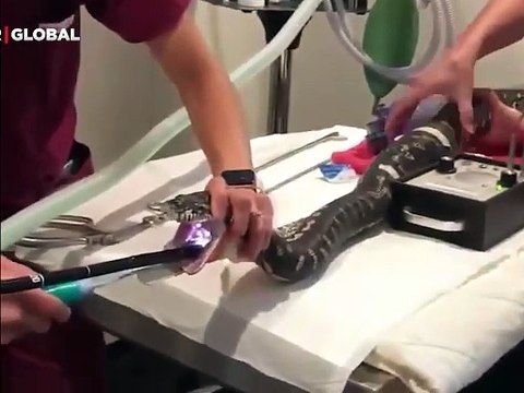 Devasa pitonun içinden çıkanlar sosyal medyayı salladı! ''Bitmek bilmedi