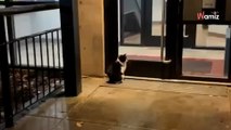 Resident calls for help after cat seen waiting outside their building for days