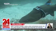 Grey nurse shark, hiwa ang katawan dahil sa tila malaking singsing na basura sa dagat | 24 Oras Weekend