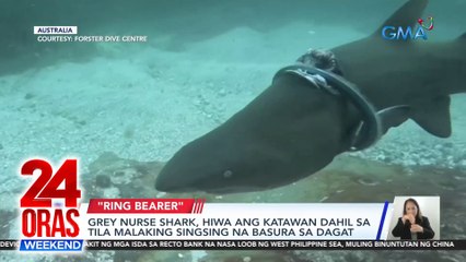 Grey nurse shark, hiwa ang katawan dahil sa tila malaking singsing na basura sa dagat | 24 Oras Weekend