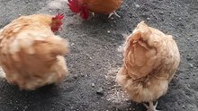 #freerangechicken