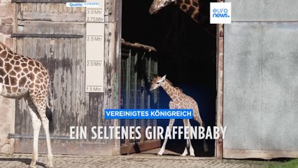 Ein seltenes Giraffenbaby freut sich über die Sonne im Chester Zoo