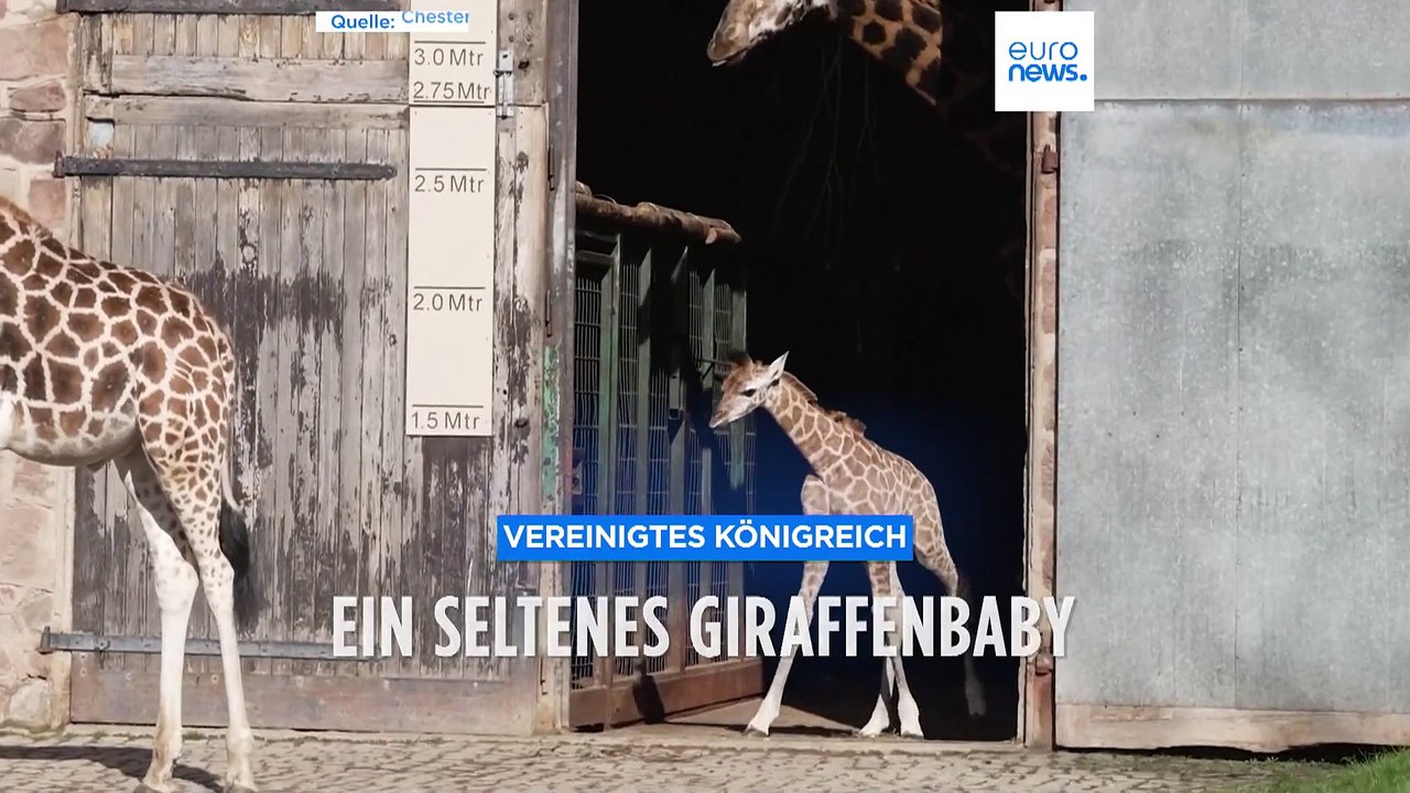 Ein seltenes Giraffenbaby freut sich über die Sonne im Chester Zoo
