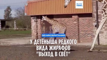 Честерский зоопарк: у детёныша редкого вида жирафов "выход в свет"