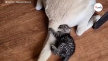 Gatito insistente intenta cazar la cola del labrador: ¡se la tiene jurada! (Vídeo)