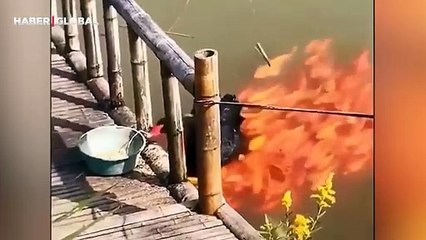 Balıkları besleyen kuğunun merhameti görenleri ağlattı