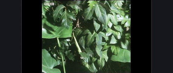 Minik Örümcek, Dev Örümcekten Avını Çalıyor || Hayatın Sınavları || Türkçe Belgesel