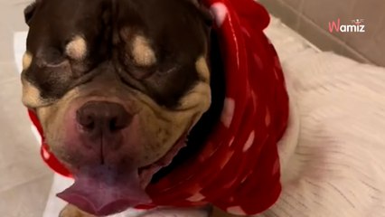 Una familia quiere sacrificar a su perro por mudanza: el veterinario tiene una reacción ejemplar