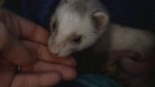 Les bébés furet de Sheeva et Sly