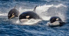 Incredible rare footage shows orcas and sperm whales caught in a fraught battle