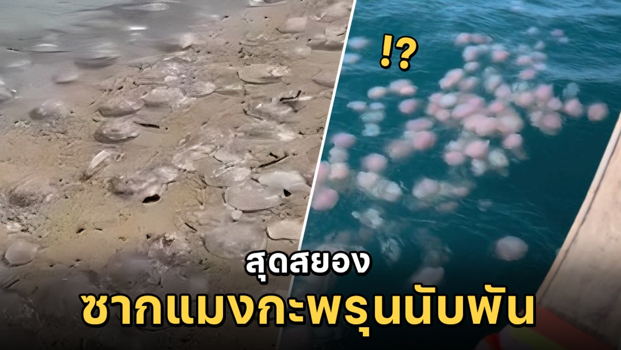 ตะลึง ซากแมงกะพรุนลอดช่องนับพันตัว เต็มชายหาด จนท. ออกเตือนห้ามจับ