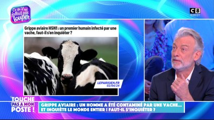 Grippe aviaire : un homme a été contaminé par une vache et inquiète le monde entier