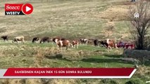 Sahibinden kaçan inek 15 gün sonra dron yardımıyla bulundu