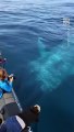 Whale Watchers Encounter 100-Ft-Long Blue Whale