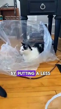 Let the cat out of the bag, beat a dead horse #idioms