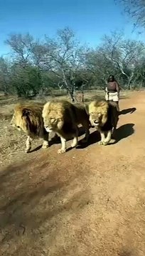 #vendreditoutestpermis Le jour où j’ai eu le #trouillomètreàzéro ! Essayez un peu de #tenir une #camera avec #interdiction de tourner le dos à ces 3 #fauves ! 3 #lions mâles !!! Je jouais les durs mais au fond de moi…