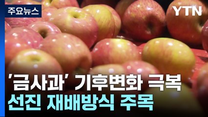 "금사과 만든 기후변화 극복"...선진 재배방식 주목 / YTN
