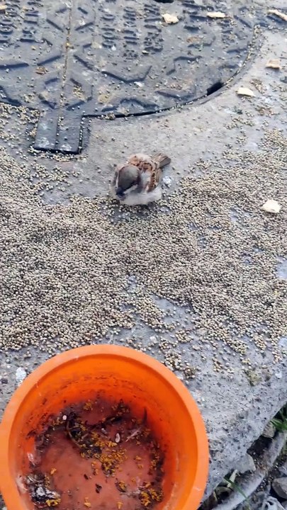 Sick Sparow need Help