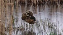 Bittern Booming video - Steve Everett (1)