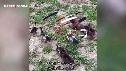 Ördeklerle büyüyen köpeğin onlar gibi yürüdüğü anlar kahkahaya boğdu