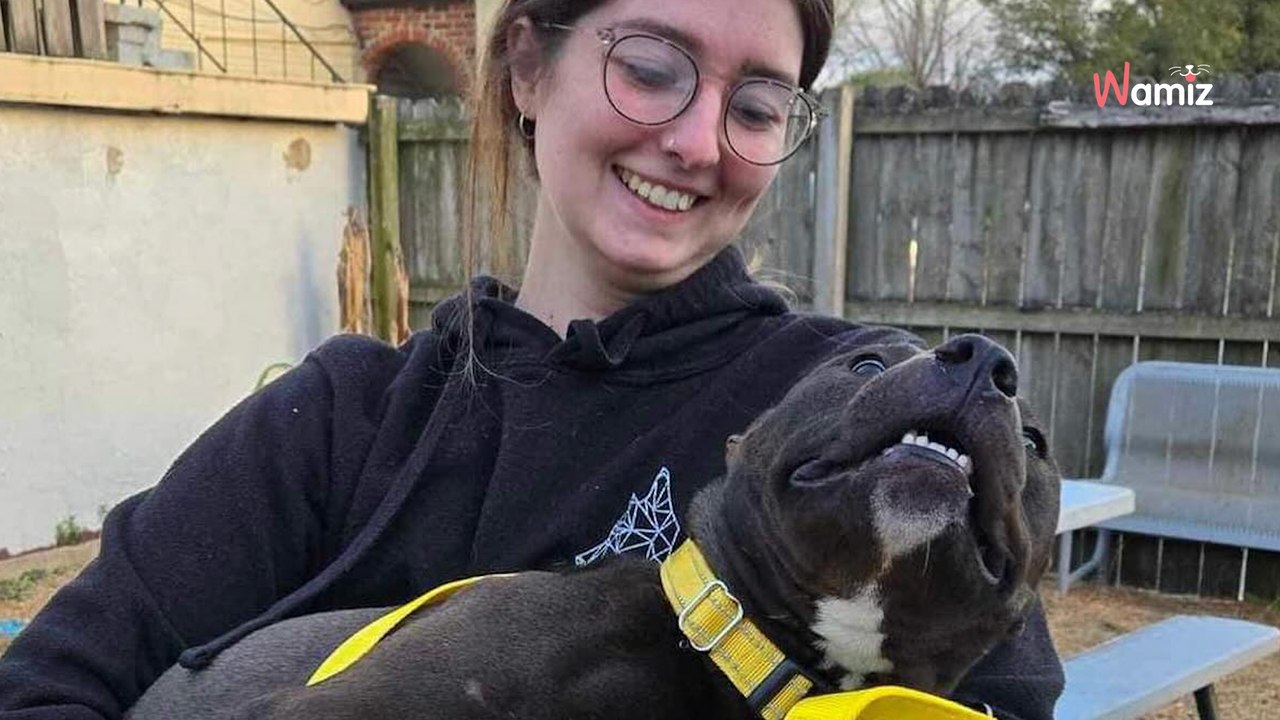 Sauvés d'un ring de combat, 29 chiens rejoignent un programme de réhabilitation pour trouver le bonheur