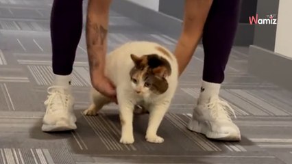 Ce chat obèse refuse de sortir de sa caisse : ils tentent le tout pour le tout pour lui changer la vie (vidéo)