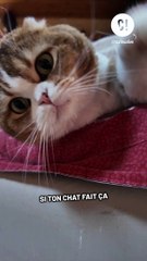 Qu'est-ce que votre chat essaie de vous dire ?