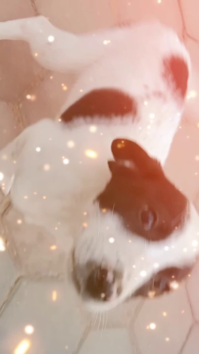funny dog