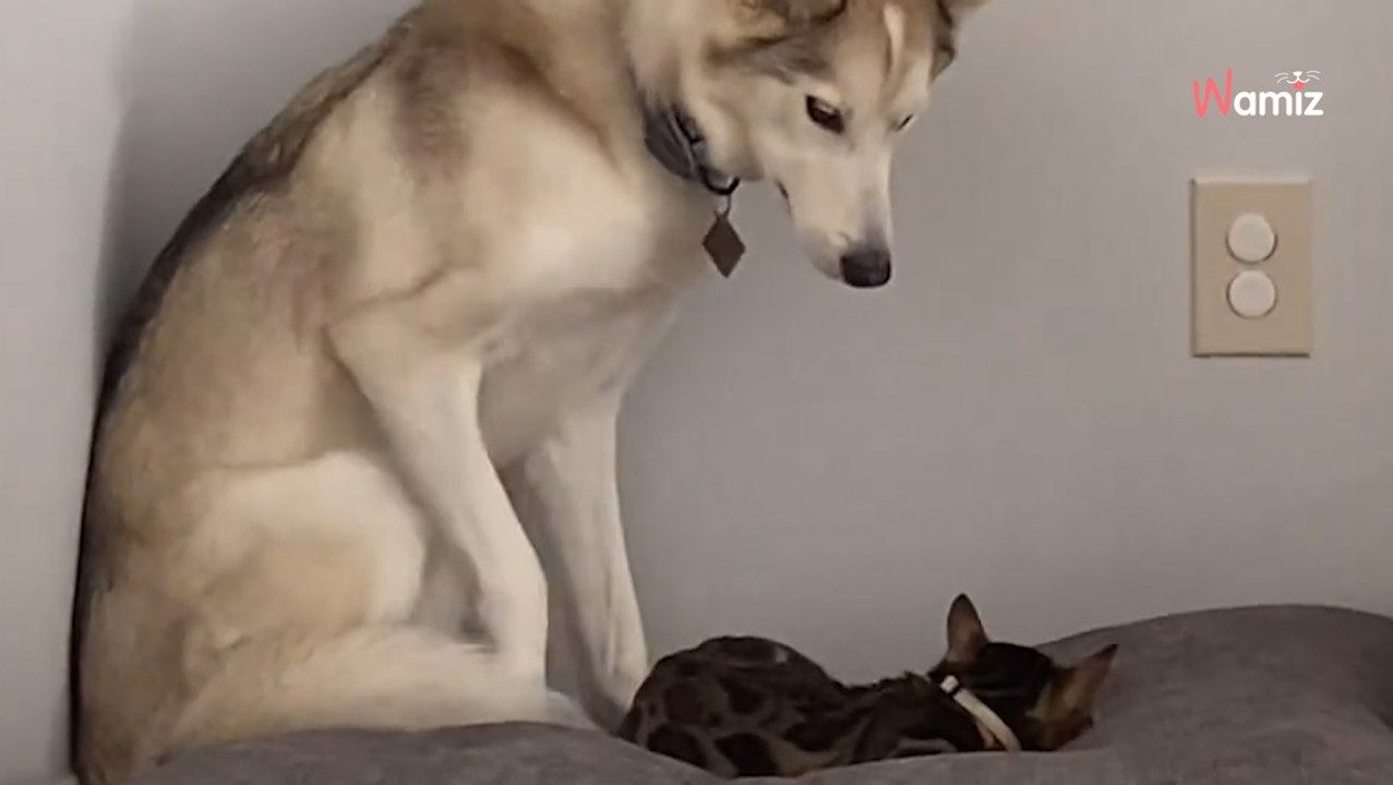 Le chat vole le lit du chien pour faire la sieste : 796K personnes retiennent leur souffle devant sa réaction (vidéo)