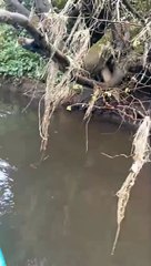 River Derwent pollution