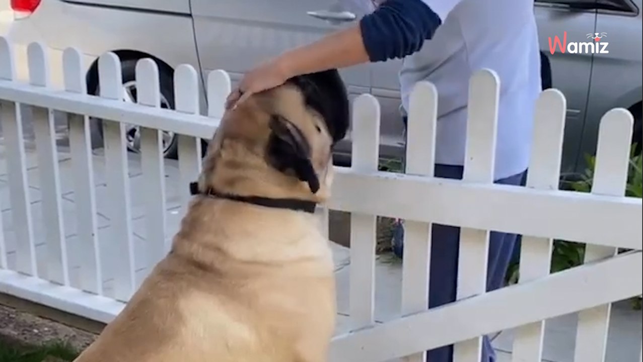 Chaque matin, le chien géant a un rituel : 102K personnes observent la scène avec les larmes aux yeux (vidéo)