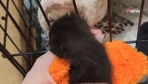 Les chatons pleurent dans la pièce à côté : la chienne a un réflexe qui fait fondre le cœur d'1,5M de personnes (vidéo)