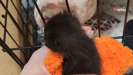 Les chatons pleurent dans la pièce à côté : la chienne a un réflexe qui fait fondre le cœur d'1,5M de personnes (vidéo)