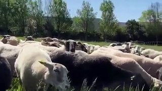 Toulouse. 80 moutons s'installent dans ce parc