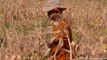 Zimbabwe declares drought-induced state of disaster