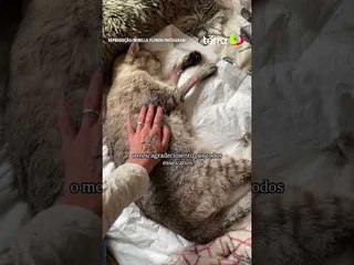 Mulher viraliza ao se despedir de gato de 15 anos: 'Sempre vou te amar' #shorts