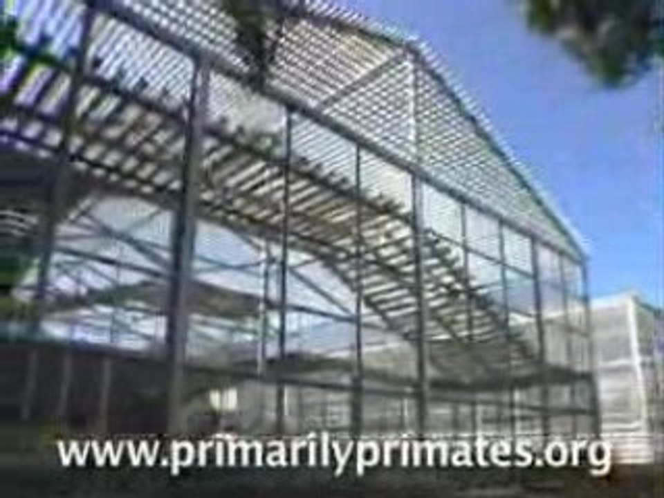 Primarily Primates