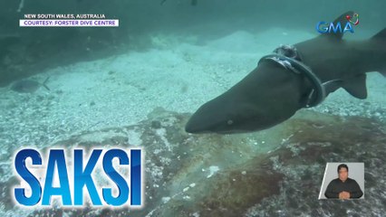 Pating, na-hulicam na may malaking sugat at naipit sa bilog na bakal | Saksi