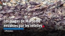 Les plages de Marseille envahies par les vélelles